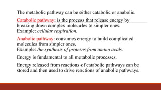 The metabolic pathway can be either catabolic or anabolic.
Catabolic pathway: is the process that release energy by
breaking down complex molecules to simpler ones.
Example: cellular respiration.
Anabolic pathway: consumes energy to build complicated
molecules from simpler ones.
Example: the synthesis of proteins from amino acids.
Energy is fundamental to all metabolic processes.
Energy released from reactions of catabolic pathways can be
stored and then used to drive reactions of anabolic pathways.
 