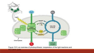 Figure 10.5; an overview of photosynthesis: cooperation of the light reactions and
the Calvin cycle.
 