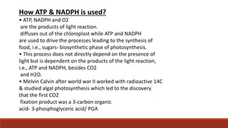 How ATP & NADPH is used?
• ATP, NADPH and O2
are the products of light reaction.
diffuses out of the chloroplast while ATP and NADPH
are used to drive the processes leading to the synthesis of
food, i.e., sugars- biosynthetic phase of photosynthesis.
• This process does not directly depend on the presence of
light but is dependent on the products of the light reaction,
i.e., ATP and NADPH, besides CO2
and H2O.
• Melvin Calvin after world war II worked with radioactive 14C
& studied algal photosynthesis which led to the discovery
that the first CO2
fixation product was a 3-carbon organic
acid- 3-phosphoglyceric acid/ PGA
 