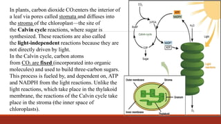 In plants, carbon dioxide CO2enters the interior of
a leaf via pores called stomata and diffuses into
the stroma of the chloroplast—the site of
the Calvin cycle reactions, where sugar is
synthesized. These reactions are also called
the light-independent reactions because they are
not directly driven by light.
In the Calvin cycle, carbon atoms
from CO2 are fixed (incorporated into organic
molecules) and used to build three-carbon sugars.
This process is fueled by, and dependent on, ATP
and NADPH from the light reactions. Unlike the
light reactions, which take place in the thylakoid
membrane, the reactions of the Calvin cycle take
place in the stroma (the inner space of
chloroplasts).
 