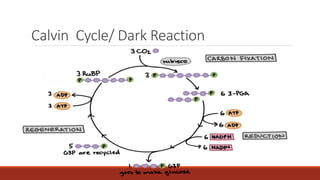Calvin Cycle/ Dark Reaction
 