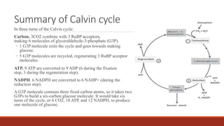 Summary of Calvin cycle
In three turns of the Calvin cycle:
Carbon. 3CO2 combine with 3 RuBP acceptors,
making 6 molecules of glyceraldehyde-3-phosphate (G3P).
◦ 1 G3P molecule exits the cycle and goes towards making
glucose.
◦ 5 G3P molecules are recycled, regenerating 3 RuBP acceptor
molecules.
ATP. 9 ATP are converted to 9 ADP (6 during the fixation
step, 3 during the regeneration step).
NADPH. 6 NADPH are converted to 6 NADP+ (during the
reduction step).
A G3P molecule contains three fixed carbon atoms, so it takes two
G3Ps to build a six-carbon glucose molecule. It would take six
turns of the cycle, or 6 CO2, 18 ATP, and 12 NADPH, to produce
one molecule of glucose.
 
