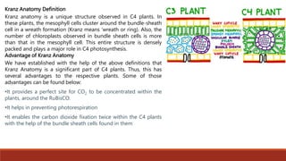 Kranz Anatomy Definition
Kranz anatomy is a unique structure observed in C4 plants. In
these plants, the mesophyll cells cluster around the bundle-sheath
cell in a wreath formation (Kranz means ‘wreath or ring). Also, the
number of chloroplasts observed in bundle sheath cells is more
than that in the mesophyll cell. This entire structure is densely
packed and plays a major role in C4 photosynthesis.
Advantage of Kranz Anatomy
We have established with the help of the above definitions that
Kranz Anatomy is a significant part of C4 plants. Thus, this has
several advantages to the respective plants. Some of those
advantages can be found below:
•It provides a perfect site for CO2 to be concentrated within the
plants, around the RuBisCO.
•It helps in preventing photorespiration
•It enables the carbon dioxide fixation twice within the C4 plants
with the help of the bundle sheath cells found in them
 