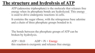 The structure and hydrolysis of ATP
ATP (adenosine triphosphate) is the molecule that releases free
energy when its phosphate bonds are hydrolyzed. This energy
is used to drive endergonic reactions in cells.
It contains the sugar ribose, with the nitrogenous base adenine
and a chain of three phosphate groups bonded to it.
The bonds between the phosphate groups of ATP can be
broken by hydrolysis.
ATP + H2O ADP + Pi + Energy
this reaction is exergonic and releases free energy.
 