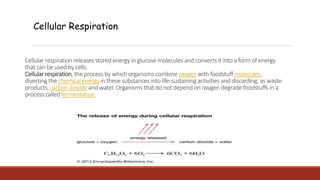 Cellular respiration releases stored energy in glucose molecules and converts it into a form of energy
that can be used by cells.
Cellular respiration, the process by which organisms combine oxygen with foodstuff molecules,
diverting the chemical energy in these substances into life-sustaining activities and discarding, as waste
products, carbon dioxide and water. Organisms that do not depend on oxygen degrade foodstuffs in a
process called fermentation.
Cellular Respiration
 