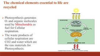 The chemical elements essential to life are
recycled
 Photosynthesis generates
O2 and organic molecules
used by Mitochondria as
fuel for Cellular
respiration.
 The waste products of
cellular respiration are
CO2 and water which are
the raw materials for
Photosynthesis.
 