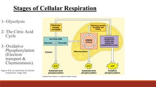 Stages of Cellular Respiration
1- Glycolysis
2- The Citric Acid
Cycle
3- Oxidative
Phosphorylation
(Electron
transport &
Chemiosmosis).
Figure 9.6; an overview of cellular
respiration. Page 166.
 