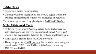 1-Glycolysis
 Glycolysis: means Sugar splitting
 Glucose (6Carbon sugar) splits into two 3C sugars which are
oxidized and rearranged to form two molecules of Pyruvate.
The net energy produced by glycolysis is 2ATP and 2 NADH.
2-The Citric Acid Cycle
 Or Krebs Cycle: where Pyruvate enters the Mitochondria via
active transport, and converts to compound called Acetyl coA ,
which is the step junction between Glycolysis and Citric Cycle.
 Acetyl coA is broken down to 2 CO2 molecules;
 The cycle generates 1 ATP per turn, but most chemical energy is
transferred to NAD+ and FAD (vit Riboflavin) producing
3NADH and FADH.
 