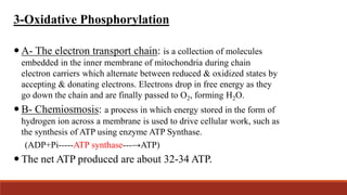 3-Oxidative Phosphorylation
 A- The electron transport chain: is a collection of molecules
embedded in the inner membrane of mitochondria during chain
electron carriers which alternate between reduced & oxidized states by
accepting & donating electrons. Electrons drop in free energy as they
go down the chain and are finally passed to O2, forming H2O.
 B- Chemiosmosis: a process in which energy stored in the form of
hydrogen ion across a membrane is used to drive cellular work, such as
the synthesis of ATP using enzyme ATP Synthase.
(ADP+Pi-----ATP synthase---→ATP)
 The net ATP produced are about 32-34 ATP.
 