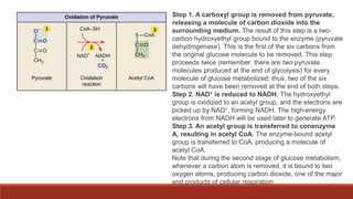Step 1. A carboxyl group is removed from pyruvate,
releasing a molecule of carbon dioxide into the
surrounding medium. The result of this step is a two-
carbon hydroxyethyl group bound to the enzyme (pyruvate
dehydrogenase). This is the first of the six carbons from
the original glucose molecule to be removed. This step
proceeds twice (remember: there are two pyruvate
molecules produced at the end of glycolysis) for every
molecule of glucose metabolized; thus, two of the six
carbons will have been removed at the end of both steps.
Step 2. NAD+ is reduced to NADH. The hydroxyethyl
group is oxidized to an acetyl group, and the electrons are
picked up by NAD+, forming NADH. The high-energy
electrons from NADH will be used later to generate ATP.
Step 3. An acetyl group is transferred to conenzyme
A, resulting in acetyl CoA. The enzyme-bound acetyl
group is transferred to CoA, producing a molecule of
acetyl CoA.
Note that during the second stage of glucose metabolism,
whenever a carbon atom is removed, it is bound to two
oxygen atoms, producing carbon dioxide, one of the major
end products of cellular respiration.
 