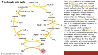 The TCA cycle (which is also known as the
Krebs, or citric acid, cycle) plays a central
role in the breakdown, or catabolism, of
organic fuel molecules. The cycle is made up
of eight steps catalyzed by eight different
enzymes that produce energy at several
different stages. Most of the energy
obtained from the TCA cycle, however, is
captured by the compounds NAD+ and flavin
adenine dinucleotide (FAD) and converted
later to ATP. The products of a single turn of
the TCA cycle consist of three
NAD+ molecules, which are reduced
(through the process of adding hydrogen,
H+) to the same number of NADH molecules,
and one FAD molecule, which is similarly
reduced to a single FADH2 molecule. These
molecules go on to fuel the third stage of
cellular respiration, whereas carbon dioxide,
which is also produced by the TCA cycle, is
released as a waste product.
 