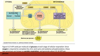 Figure 9.17 ATP yield per molecule of glucose at each stage of cellular respiration: Since
oxygen is required to complete the citric acid cycle and oxidative phosphorylation, these
two processes are known as aerobic respiration, and generate about 32-34 ATP per
glucose.
 