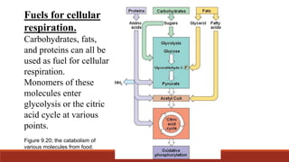 Fuels for cellular
respiration.
Carbohydrates, fats,
and proteins can all be
used as fuel for cellular
respiration.
Monomers of these
molecules enter
glycolysis or the citric
acid cycle at various
points.
Figure 9.20; the catabolism of
various molecules from food.
 