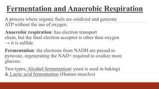 Fermentation and Anaerobic Respiration
A process where organic fuels are oxidized and generate
ATP without the use of oxygen.
Anaerobic respiration: has electron transport
chain, but the final electron acceptor is other than oxygen
→ it is sulfide.
Fermentation: the electrons from NADH are passed to
pyruvate, regenerating the NAD+ required to oxidize more
glucose.
Two types: Alcohol fermentation( yeast is used in baking)
& Lactic acid fermentation (Human muscles)
 
