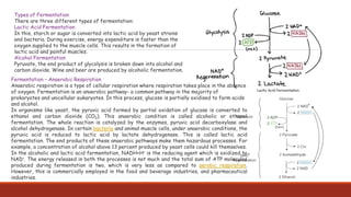 Types of Fermentation
There are three different types of fermentation:
Lactic Acid Fermentation
In this, starch or sugar is converted into lactic acid by yeast strains
and bacteria. During exercise, energy expenditure is faster than the
oxygen supplied to the muscle cells. This results in the formation of
lactic acid and painful muscles.
Alcohol Fermentation
Pyruvate, the end product of glycolysis is broken down into alcohol and
carbon dioxide. Wine and beer are produced by alcoholic fermentation.
Fermentation – Anaerobic Respiration
Anaerobic respiration is a type of cellular respiration where respiration takes place in the absence
of oxygen. Fermentation is an anaerobic pathway- a common pathway in the majority of
prokaryotes and unicellular eukaryotes. In this process, glucose is partially oxidised to form acids
and alcohol.
In organisms like yeast, the pyruvic acid formed by partial oxidation of glucose is converted to
ethanol and carbon dioxide (CO2). This anaerobic condition is called alcoholic or ethanol
fermentation. The whole reaction is catalyzed by the enzymes, pyruvic acid decarboxylase and
alcohol dehydrogenase. In certain bacteria and animal muscle cells, under anaerobic conditions, the
pyruvic acid is reduced to lactic acid by lactate dehydrogenase. This is called lactic acid
fermentation. The end products of these anaerobic pathways make them hazardous processes. For
example, a concentration of alcohol above 13 percent produced by yeast cells could kill themselves.
In the alcoholic and lactic acid fermentation, NADH+H+ is the reducing agent which is oxidized to
NAD+. The energy released in both the processes is not much and the total sum of ATP molecules
produced during fermentation is two, which is very less as compared to aerobic respiration.
However, this is commercially employed in the food and beverage industries, and pharmaceutical
industries.
 