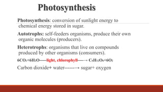 Photosynthesis
Photosynthesis: conversion of sunlight energy to
chemical energy stored in sugar.
Autotrophs: self-feeders organisms, produce their own
organic molecules (producers).
Heterotrophs: organisms that live on compounds
produced by other organisms (consumers).
6CO2+6H2O-----light, chlorophyll----→ C6H12O6+6O2
Carbon dioxide+ water------→ sugar+ oxygen
 