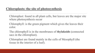 Chloroplasts: the site of photosynthesis
Chloroplast: found in all plant cells, but leaves are the major site
where photosynthesis occur
Chlorophyll: is the green pigment which gives the leaves their
color.
The chlorophyll is in the membranes of thylakoids (connected
sacs in the chloroplast).
Chloroplast are found mainly in the cells of Mesophyll (the
tissue in the interior of a leaf).
 