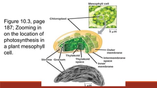Figure 10.3, page
187; Zooming in
on the location of
photosynthesis in
a plant mesophyll
cell.
 