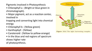 Pigments involved in Photosynthesis
• Chlorophyll a : (Bright or blue green in
chromatograph).
• Major pigment, act as a reaction center,
involved in
trapping and converting light into chemical
energy
• Chlorophyll b : (Yellow green)
• Xanthophyll : (Yellow)
• Carotenoid : (Yellow to yellow-orange)
• In the blue and red regions of spectrum
shows higher rate
of photosynthesis.
 