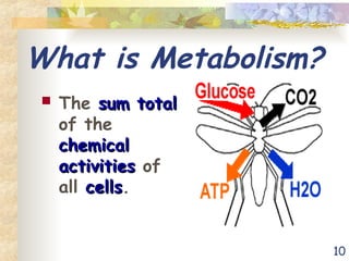 10
What is Metabolism?
 The sum total
sum total
of the
chemical
chemical
activities
activities of
all cells
cells.
 