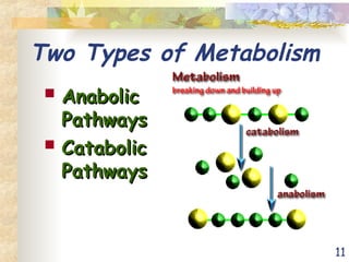 11
Two Types of Metabolism
 Anabolic
Anabolic
Pathways
Pathways
 Catabolic
Catabolic
Pathways
Pathways
 