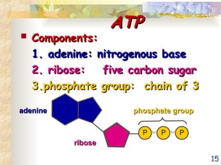 15
ATP
ATP
 Components:
Components:
1. adenine: nitrogenous base
1. adenine: nitrogenous base
2. ribose:
2. ribose: five carbon sugar
five carbon sugar
3.phosphate group: chain of 3
3.phosphate group: chain of 3
ribose
ribose
adenine
adenine
P P P
phosphate group
phosphate group
 