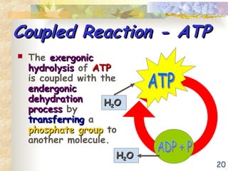 20
Coupled Reaction - ATP
Coupled Reaction - ATP
 The exergonic
exergonic
hydrolysis
hydrolysis of ATP
ATP
is coupled with the
endergonic
endergonic
dehydration
dehydration
process
process by
transferring
transferring a
phosphate group
phosphate group to
another molecule.
H
H2
2O
O
H
H2
2O
O
 