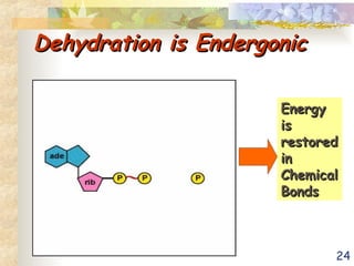 24
Dehydration is Endergonic
Dehydration is Endergonic
Energy
Energy
is
is
restored
restored
in
in
Chemical
Chemical
Bonds
Bonds
 