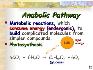 12
Anabolic Pathway
Anabolic Pathway
 Metabolic reactions,
Metabolic reactions, which
consume energy
consume energy (endergonic),
(endergonic), to
build
build complicated molecules from
simpler compounds.
 Photosynthesis
Photosynthesis
6CO2 + 6H2O  C6H12O6 + 6O2
SUN
light
light
energy
energy
(glucose)
(glucose)
 