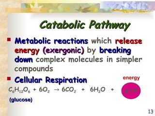 13
Catabolic Pathway
Catabolic Pathway
 Metabolic reactions
Metabolic reactions which release
release
energy
energy (exergonic)
(exergonic) by breaking
breaking
down
down complex molecules in simpler
compounds
 Cellular Respiration
Cellular Respiration
C6H12O6 + 6O2  6CO2 + 6H2O + ATP
(glucose)
(glucose)
energy
 