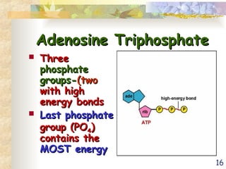 16
Adenosine Triphosphate
Adenosine Triphosphate
 Three
Three
phosphate
phosphate
groups-
groups-(two
(two
with high
with high
energy bonds
energy bonds
 Last phosphate
Last phosphate
group (PO
group (PO4
4)
)
contains the
contains the
MOST energy
MOST energy
 