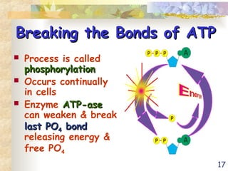 17
Breaking the Bonds of ATP
Breaking the Bonds of ATP
 Process is called
phosphorylation
phosphorylation
 Occurs continually
in cells
 Enzyme ATP-ase
ATP-ase
can weaken & break
last PO
last PO4
4 bond
bond
releasing energy &
free PO4
 