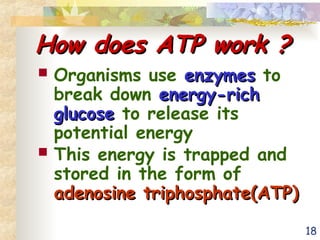 18
How does ATP work ?
How does ATP work ?
 Organisms use enzymes
enzymes to
break down energy-rich
energy-rich
glucose
glucose to release its
potential energy
 This energy is trapped and
stored in the form of
adenosine triphosphate(ATP)
adenosine triphosphate(ATP)
 