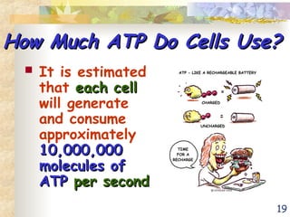 19
How Much ATP Do Cells Use?
How Much ATP Do Cells Use?
 It is estimated
that each cell
each cell
will generate
and consume
approximately
10,000,000
10,000,000
molecules of
molecules of
ATP
ATP per second
per second
 