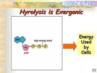 22
Hyrolysis is Exergonic
Hyrolysis is Exergonic
Energy
Energy
Used
Used
by
by
Cells
Cells
 