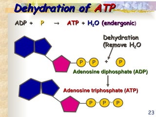 23
Dehydration of
Dehydration of ATP
ATP
ADP +
ADP + P
P 
 ATP
ATP +
+ H
H2
2O
O (endergonic
(endergonic)
P P P
Adenosine triphosphate (ATP)
Adenosine triphosphate (ATP)
P P P
+
+
Adenosine diphosphate (ADP)
Adenosine diphosphate (ADP)
Dehydration
Dehydration
(Remove H
(Remove H2
2O
O
 