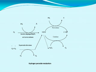O2 H2O2 2 H2O
Superoxidedismutase
AH2 A
Aerobic dehydrogenaHs2eOs
and someoxidases
Peroxidase
H2 O2
_ _
O2+O2
Catalase
XH2 X
H2O2 O2
Hydrogen peroxidemetabolism
 