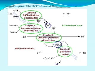 EnzymeComplexesoftheElectronTransport Chain
 