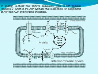 In addition to these four enzyme complexes, there is fifth complex
(complex V) which is the ATP synthase that responsible for biosynthesis
of ATP from ADP and inorganicphosphate.
 