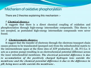 Mechanismofoxidativephosphorylation
There are 2 theories explaining this mechanism :-
1 Chemical theory :-
It suggests that there is a direct chemical coupling of oxidation and
phosphorylation through high-energy intermediate compounds. This theory is
not accepted, as postulated high-energy intermediate compounds were never
found.
2 Chemiosomotic theory :-
It suggest that the transfer of electrons through the electrons transport chain
causes protons to be translocated (pumped out) from the mitochondrial matrix to
the intermembrane space at the three sites of ATP production (I , III, IV) (i.e. it
acts as a proton pump) resulting in an electrochemical potential difference across
the inner mitochondrial membrane. The electrical potential difference is due
to accumulation of the positively charged hydrogen ions outside the
membrane and the chemical potential difference is due to the difference in
pH, being more acidic outside the membrane .
 