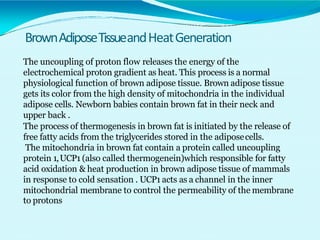 BrownAdiposeTissueandHeatGeneration
The uncoupling of proton flow releases the energy of the
electrochemical proton gradient as heat. This process is a normal
physiological function of brown adipose tissue. Brown adipose tissue
gets its color from the high density of mitochondria in the individual
adipose cells. Newborn babies contain brown fat in their neck and
upper back .
The process of thermogenesis in brown fat is initiated by the release of
free fatty acids from the triglycerides stored in the adiposecells.
The mitochondria in brown fat contain a protein called uncoupling
protein 1,UCP1 (also called thermogenein)which responsible for fatty
acid oxidation & heat production in brown adipose tissue of mammals
in response to cold sensation . UCP1 acts as a channel in the inner
mitochondrial membrane to control the permeability of the membrane
to protons
 