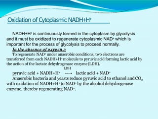OxidationofCytoplasmicNADH+H+
NADH+H+ is continuously formed in the cytoplasm by glycolysis
and it must be oxidized to regenerate cytoplasmic NAD+ which is
important for the process of glycolysis to proceed normally.
In the absence of oxygen :-
Toregenerate NAD+ under anaerobic conditions, two electrons are
transferred from each NADH+H+molecule to pyruvic acid forming lactic acid by
the action of the lactate dehydrogenase enzyme(LDH).
LDH
pyruvic acid + NADH+H+ --→ lactic acid +NAD+
Anaerobic bacteria and yeasts reduce pyruvic acid to ethanol andCO2
with oxidation of NADH+H+to NAD+ by the alcohol dehydrogenase
enzyme, thereby regenerating NAD+.
 