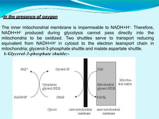 •In the presence of oxygen
The inner mitochondrial membrane is impermeable to NADH+H+. Therefore,
NADH+H+ produced during glycolysis cannot pass directly into the
mitochondria to be oxidized. Two shuttles serve to transport reducing
equivalent from NADH+H+ in cytosol to the electron teansport chain in
mitochondria; glycerol-3-phosphate shuttle and malate aspartate shuttle.
1-Glycerol-3-phosphate shuttle:-
 