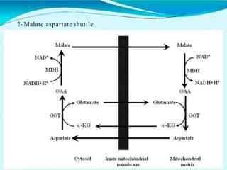 2- Malate aspartate shuttle
 