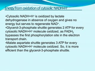 Energyfromoxidationofcytosolic NADH+H+
•Cytosolic NADH+H+ is oxidized by lactate
dehydrogenase in absence of oxygen and gives no
energy but serves to regenerate NAD+.
•Glycerol-3-phosphate shuttle generates 2 ATP for every
cytosolic NADH+H+ molecule oxidized, as FADH2
bypasses the first phosphorylation site in the electron
transport chain.
•Malate aspartate shuttle generates 3 ATP for every
cytosolic NADH+H+ molecule oxidized. So, it is more
efficient than the glycerol-3-phosphate shuttle.
 