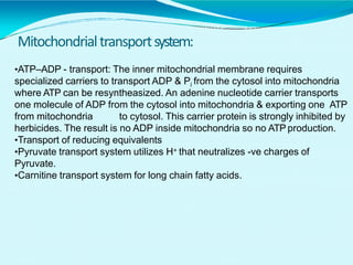Mitochondrialtransportsystem:
•ATP–ADP - transport: The inner mitochondrial membrane requires
specialized carriers to transport ADP & Pi from the cytosol into mitochondria
where ATP can be resyntheasized. An adenine nucleotide carrier transports
one molecule of ADP from the cytosol into mitochondria & exporting one ATP
from mitochondria to cytosol. This carrier protein is strongly inhibited by
herbicides. The result is no ADP inside mitochondria so no ATP production.
•Transport of reducing equivalents
•Pyruvate transport system utilizes H+ that neutralizes -ve charges of
Pyruvate.
•Carnitine transport system for long chain fatty acids.
 