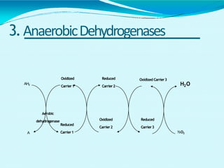 3.AnaerobicDehydrogenases
½O2
AH2
A
Aerobic
dehydrogenase
Oxidized
Carrier1
Reduced
Carrier1
Reduced
Carrier2
Oxidized
Carrier2
Oxidized Carrier3
Reduced
Carrier3
H2O
 