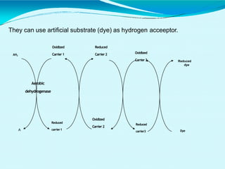 They can use artificial substrate (dye) as hydrogen acceeptor.
Dye
AH2
A
Aerobic
dehydrogenase
Oxidized
Carrier1
Reduced
carrier1
Reduced
Carrier2
Oxidized
Carrier2
Oxidized
Carrier3
Reduced
carrier3
Reduced
dye
 