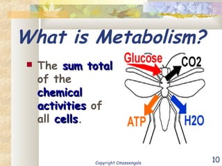 10
What is Metabolism?
 The sum totalsum total
of the
chemicalchemical
activitiesactivities of
all cellscells.
Copyright Cmassengale
 