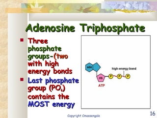 16
Adenosine TriphosphateAdenosine Triphosphate
 ThreeThree
phosphatephosphate
groups-groups-(two(two
with highwith high
energy bondsenergy bonds
 Last phosphateLast phosphate
group (POgroup (PO44))
contains thecontains the
MOST energyMOST energy
Copyright Cmassengale
 
